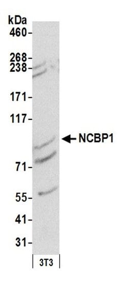 NCBP1/CBP80 Polyclonal Antibody, Bethyl Laboratories:Antibodies:Primary