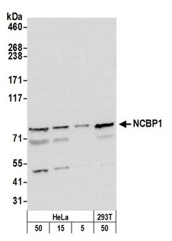 NCBP1/CBP80 Rabbit anti-Human, Mouse, Polyclonal, Bethyl Laboratories 100