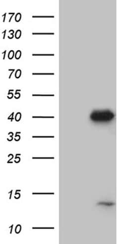 NCF4 Monoclonal Antibody (OTI6H9), TrueMAB , OriGene:Antibodies:Primary