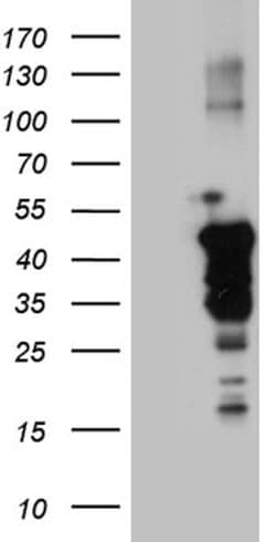 NCK2 Monoclonal Antibody (OTI4H7), TrueMAB , OriGene:Antibodies:Primary