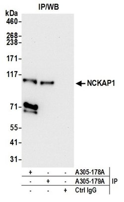 NCKAP1/NAP125 Rabbit anti-Human, Mouse, Polyclonal, Bethyl Laboratories