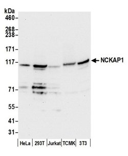 NCKAP1/NAP125 Rabbit anti-Human, Mouse, Polyclonal, Bethyl Laboratories
