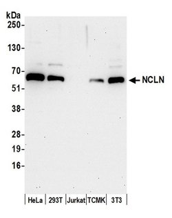 NCLN Polyclonal Antibody, Bethyl Laboratories 20 &mu;L; Unconjugated:Antibodies,