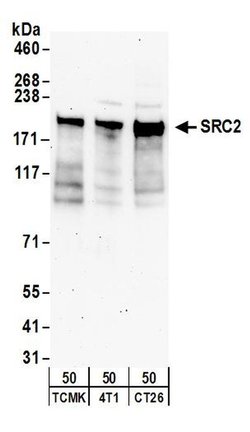 NCOA2/SRC2 Rabbit anti-Human, Mouse, Polyclonal, Bethyl Laboratories 100