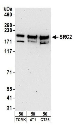 NCOA2/SRC2 Rabbit anti-Human, Mouse, Polyclonal, Bethyl Laboratories 100