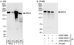 NCOA2/SRC2 Rabbit anti-Human, Mouse, Polyclonal, Bethyl Laboratories 100