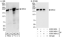 NCOA2/SRC2 Rabbit anti-Human, Mouse, Polyclonal, Bethyl Laboratories 100