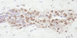 NCOA2/SRC2 Polyclonal Antibody, Bethyl Laboratories 10 &mu;L; Unconjugated:Antibodies,