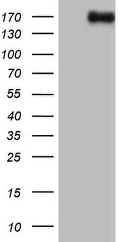 NCOA2 Monoclonal Antibody (OTI7G5), TrueMAB , OriGene 30 &mu;L; Unconjugated:Antibodies,