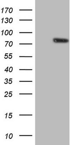 NCOA4 Monoclonal Antibody (OTI2G10), TrueMAB , OriGene 100 &mu;L | Buy Online | Origene Technologies | Fisher Scientific