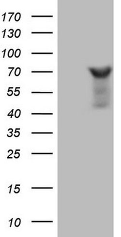 NCOA4 Monoclonal Antibody (OTI2F5), TrueMAB , OriGene 100 &mu;L; Unconjugated:Antibodies,
