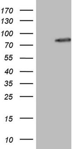 NCOA4 Monoclonal Antibody (OTI2F1), TrueMAB , OriGene 100 &mu;L; Unconjugated:Antibodies,