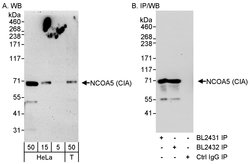NCOA5/CIA Rabbit anti-Human, Polyclonal, Bethyl Laboratories 100 &mu;L;