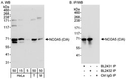 NCOA5/CIA Rabbit anti-Human, Mouse, Polyclonal, Bethyl Laboratories 100