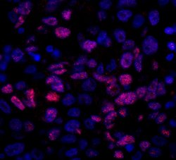 NCOA5/CIA Polyclonal Antibody, Bethyl Laboratories 100 &mu;L; Unconjugated:Antibodies,