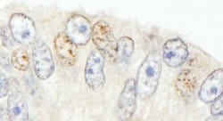 NCOA62 Rabbit anti-Human, Mouse, Polyclonal, Bethyl Laboratories 100 &mu;L;