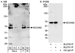 NCOA62 Rabbit anti-Human, Mouse, Polyclonal, Bethyl Laboratories 100 &mu;L;
