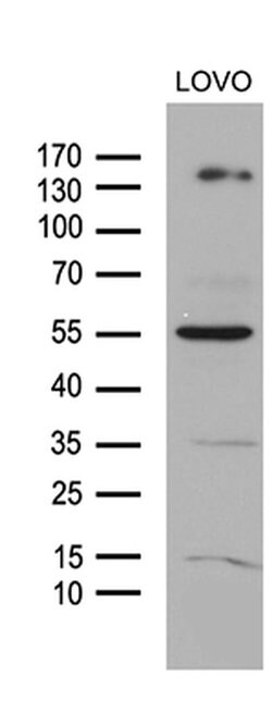 NCOA7 Monoclonal Antibody (OTI2E12), TrueMAB , OriGene:Antibodies:Primary