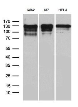 NCOA7 Monoclonal Antibody (OTI1E12), TrueMAB , OriGene 100 &mu;L; Unconjugated:Antibodies,