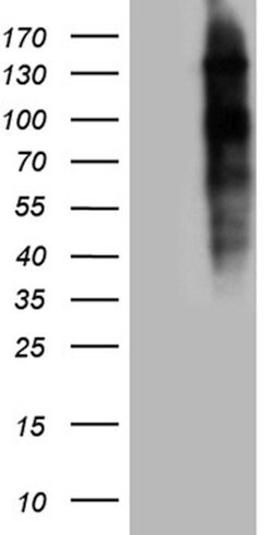 NCOA7 Mouse anti-Human, Clone: OTI2F4, lyophilized, TrueMAB 100 &mu;g;