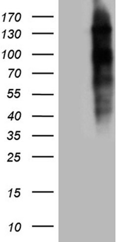 NCOA7 Monoclonal Antibody (OTI2F4), TrueMAB , OriGene 100 &mu;L; Unconjugated:Antibodies,