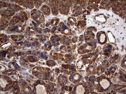 NCR2 Mouse anti-Human, Clone: OTI4B8, lyophilized, TrueMAB 100 &mu;g; Unconjugated:Antibodies,