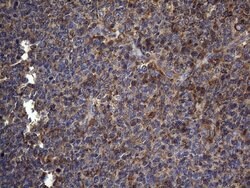 NCR2 Mouse anti-Human, Clone: OTI4B8, lyophilized, TrueMAB 100 &mu;g; Unconjugated:Antibodies,