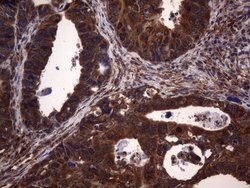 NCR2 Mouse anti-Human, Clone: OTI4B8, lyophilized, TrueMAB 100 &mu;g; Unconjugated:Antibodies,