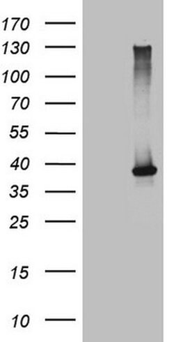NCR2 Mouse anti-Human, Clone: OTI4B8, lyophilized, TrueMAB 100 &mu;g; Unconjugated:Antibodies,