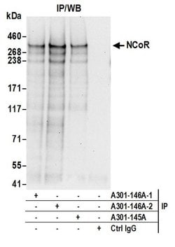 NCoR Rabbit anti-Human, Polyclonal, Bethyl Laboratories 100 &mu;L; Unconjugated:Antibodies,