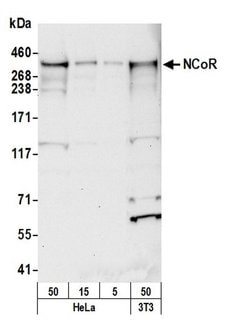 NCoR Rabbit anti-Human, Mouse, Polyclonal, Bethyl Laboratories 100 &mu;l;