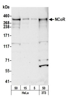 NCoR Polyclonal Antibody, Bethyl Laboratories 20 &mu;L; Unconjugated:Antibodies,