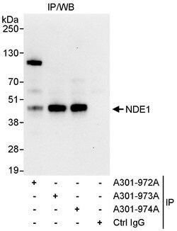 NDE1 Rabbit anti-Human, Polyclonal, Bethyl Laboratories 10 &mu;L; Unconjugated:Antibodies,