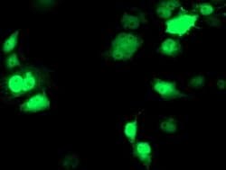 NDEL1 Monoclonal Antibody (OTI5C2), TrueMAB , OriGene 100 &mu;L; Unconjugated:Antibodies,