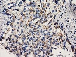 NDEL1 Monoclonal Antibody (OTI1C7), TrueMAB , OriGene 100 &mu;L; Unconjugated:Antibodies,