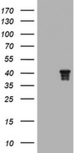 NDEL1 Monoclonal Antibody (OTI1G7), TrueMAB , OriGene 30 &mu;L; Unconjugated:Antibodies,