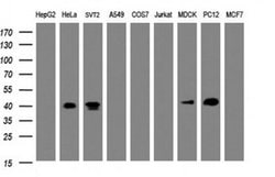 NDEL1 Monoclonal Antibody (OTI1G7), TrueMAB , OriGene 30 &mu;L; Unconjugated:Antibodies,