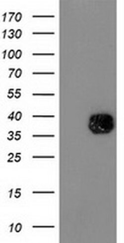 NDEL1 Monoclonal Antibody (OTI5C2), TrueMAB , OriGene 100 &mu;L; Unconjugated:Antibodies,