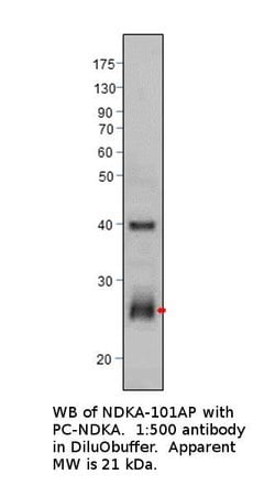 NM23A Rabbit anti-Human, Polyclonal, FabGennix 200 &mu;L; Unconjugated:Antibodies,
