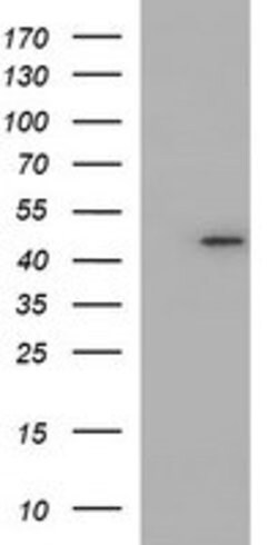 NDN Mouse anti-Human, Clone: OTI1B1, lyophilized, TrueMAB 100 &mu;g; Unconjugated:Antibodies,