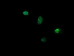 NDOR1 Monoclonal Antibody (OTI2G4), TrueMAB , OriGene 100 &mu;L; Unconjugated:Antibodies,