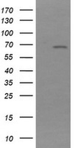 NDOR1 Monoclonal Antibody (OTI2G4), TrueMAB , OriGene 100 &mu;L; Unconjugated:Antibodies,