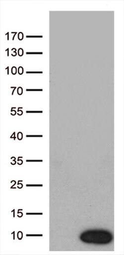 NDUFA2 Monoclonal Antibody (OTI5A5), TrueMAB , OriGene 100 &mu;L | Buy Online | Origene Technologies | Fisher Scientific