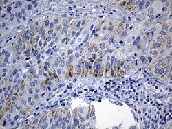 NDUFA4L2 Mouse anti-Human, Clone: OTI2E7, lyophilized, TrueMAB 100 &mu;g;