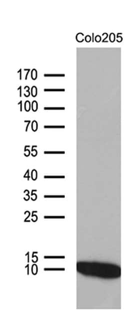 NDUFA4L2 Mouse anti-Human, Clone: OTI5C10, TrueMAB , Origene 30 &mu;L;