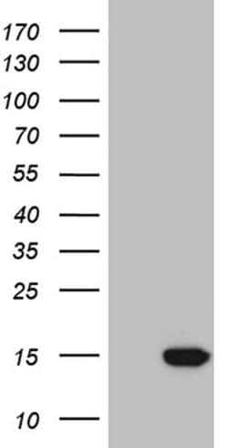 NDUFA4L2 Monoclonal Antibody (OTI4F4), TrueMAB , OriGene 100 &mu;L; Unconjugated:Antibodies,