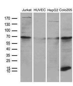 NDUFA4L2 Mouse anti-Human, Clone: OTI4F4, lyophilized, TrueMAB 100 &mu;g;