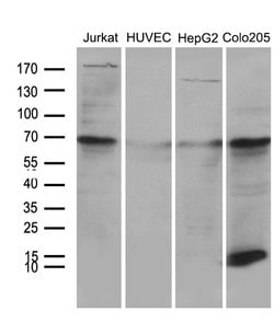 NDUFA4L2 Monoclonal Antibody (OTI4F4), TrueMAB , OriGene:Antibodies:Primary