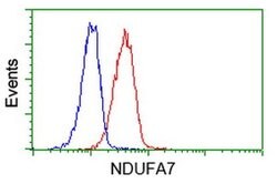 NDUFA7 Monoclonal Antibody (OTI3B2), TrueMAB , OriGene:Antibodies:Primary