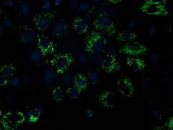NDUFA7 Mouse anti-Human, Clone: OTI2G4, lyophilized, TrueMAB 100 &mu;g;
